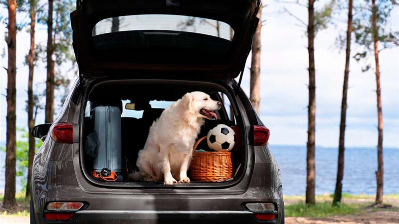 Melhores Lugares para Viajar com Seu Pet no Brasil Aproveitando a Black Friday